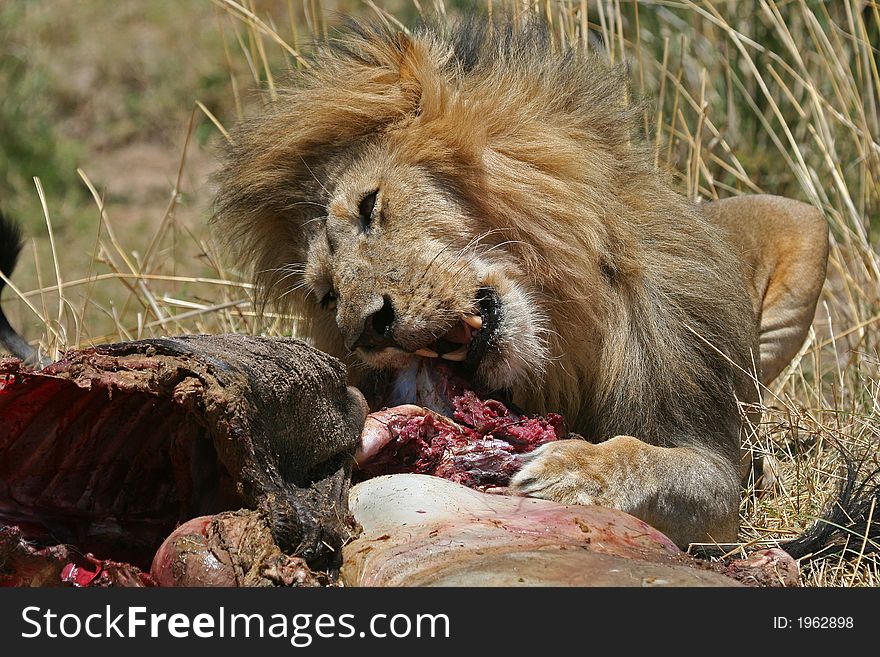 Male lion feasting on wildebeest. Male lion feasting on wildebeest