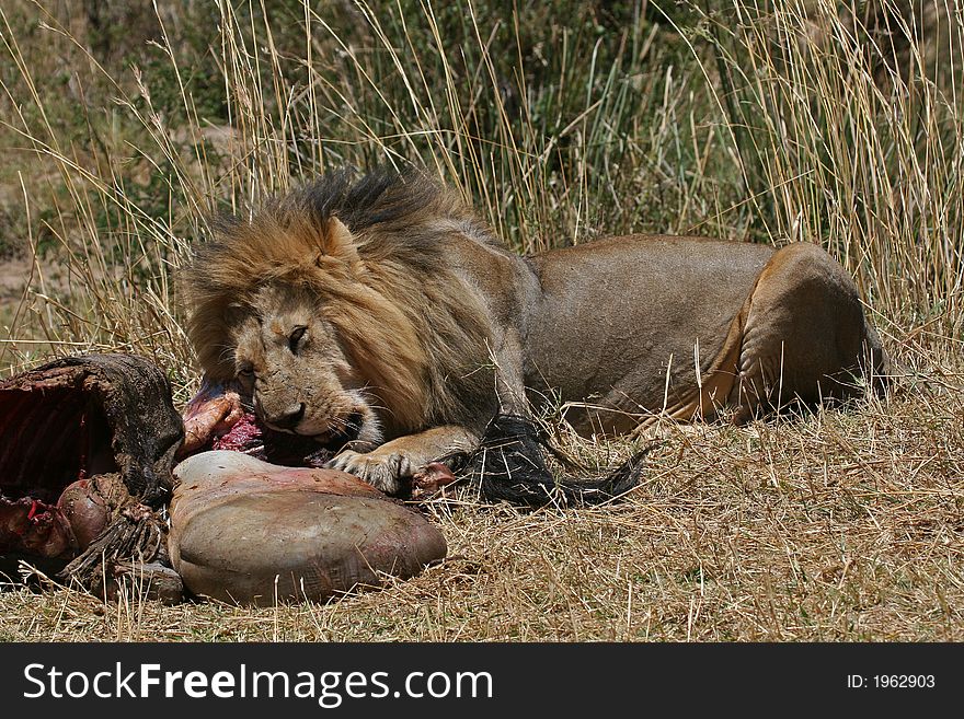Male lion biting into wildebeest kill. Male lion biting into wildebeest kill