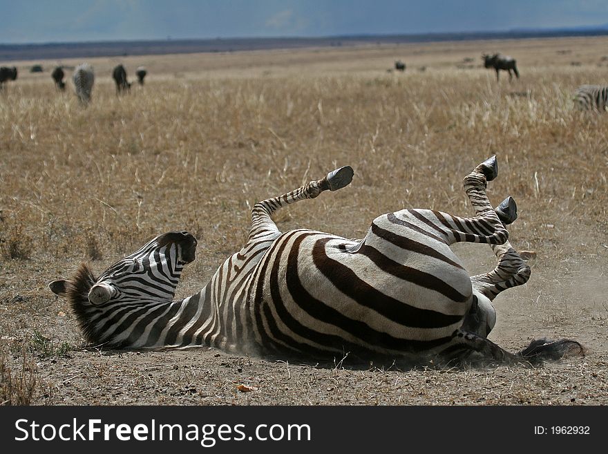 Plains zebra rolling in dust on plains of Masai Mara, Kenya. Plains zebra rolling in dust on plains of Masai Mara, Kenya