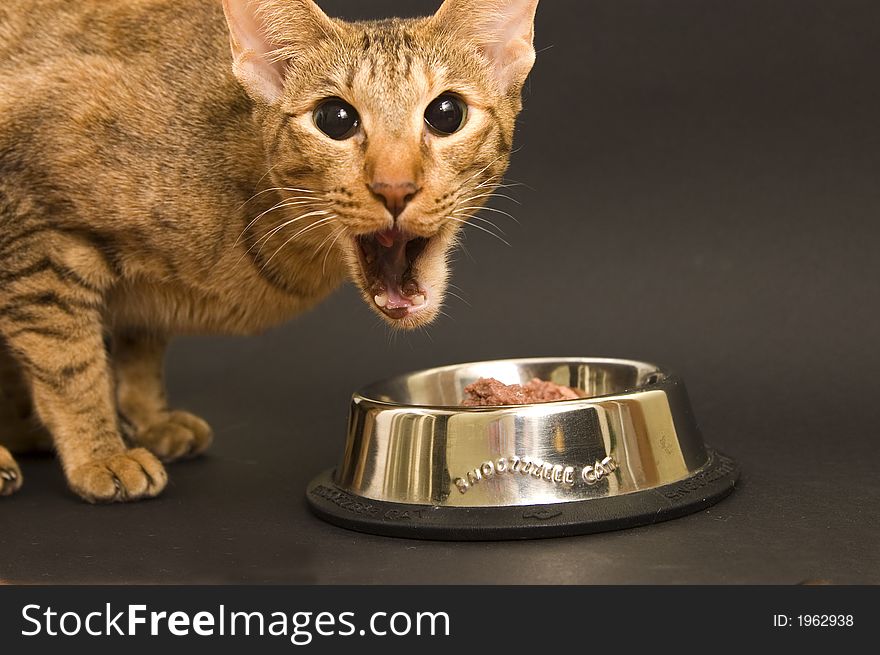 Cat being emotional while eating cat food on dark background