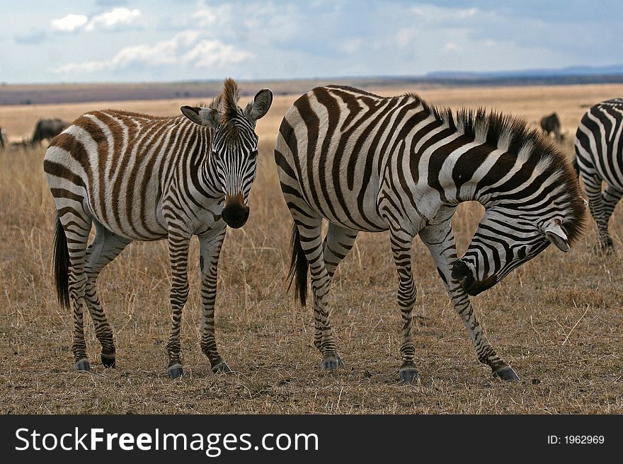 Mother and foal Zebra on plains of Serengeti. Mother and foal Zebra on plains of Serengeti