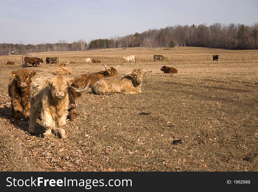 A herd of highlander cows in an autumn field. A herd of highlander cows in an autumn field