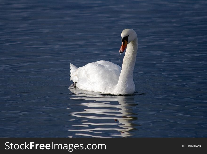 Swan at the baltic sea.