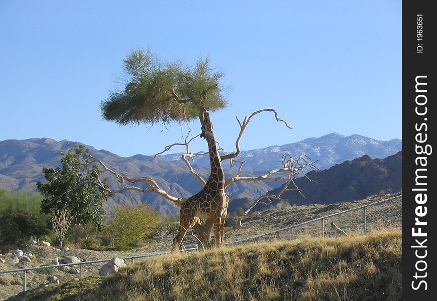 Reticulated giraffe reaching for lunch at the Living Desert: Wildlife and Botanical Park, Palm Desert, California, USA. Reticulated giraffe reaching for lunch at the Living Desert: Wildlife and Botanical Park, Palm Desert, California, USA