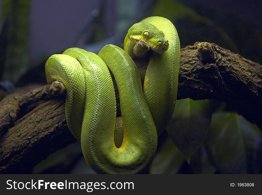 Green Snake in Tree Branch in natural environment