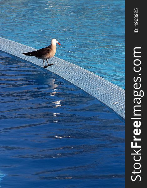 Sea gull standing on a step of a pool in a hotel in Puerto Vallarta, Jalisco, Mexico, Latin America