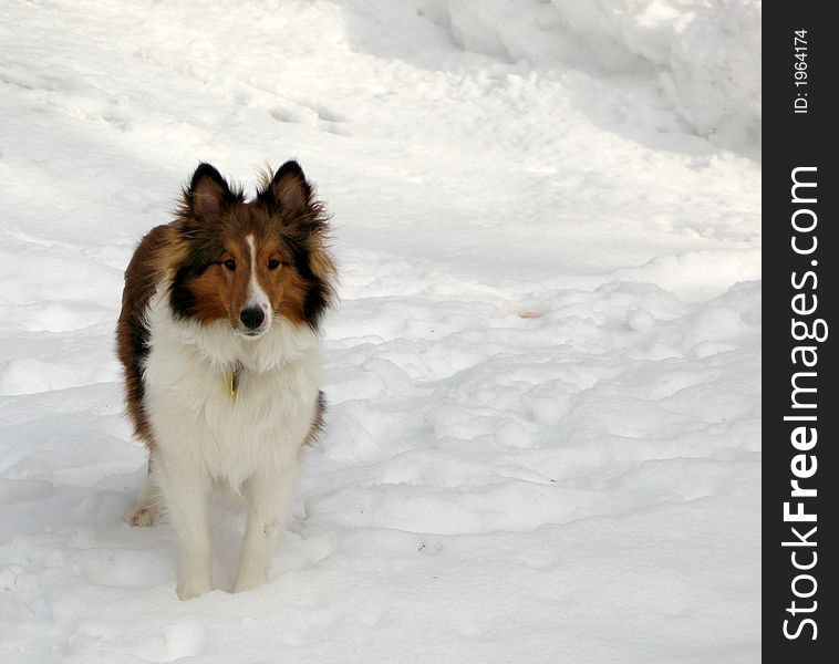 A young shetland sheepdog on a winter day, with space for writing. A young shetland sheepdog on a winter day, with space for writing