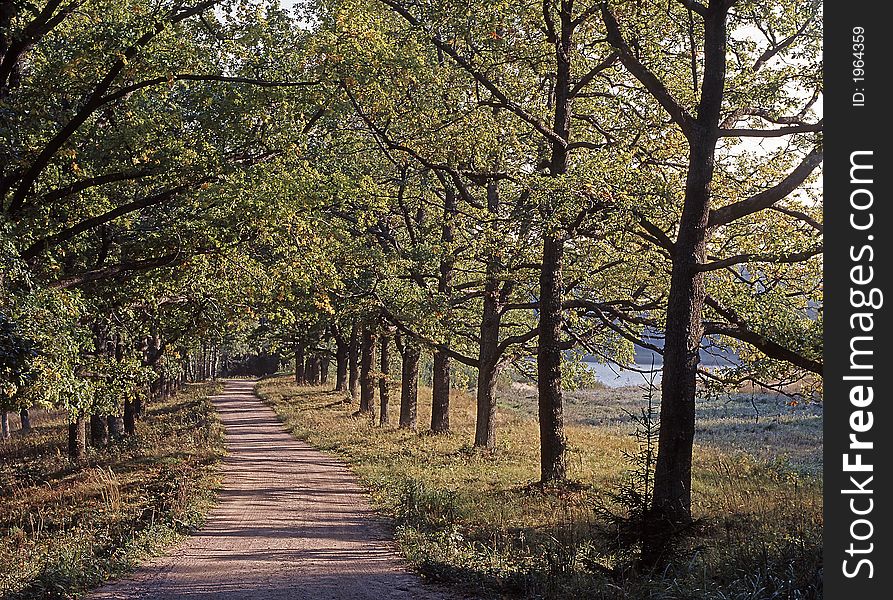 Oak road in the forest of Valaam island in early September. Oak road in the forest of Valaam island in early September