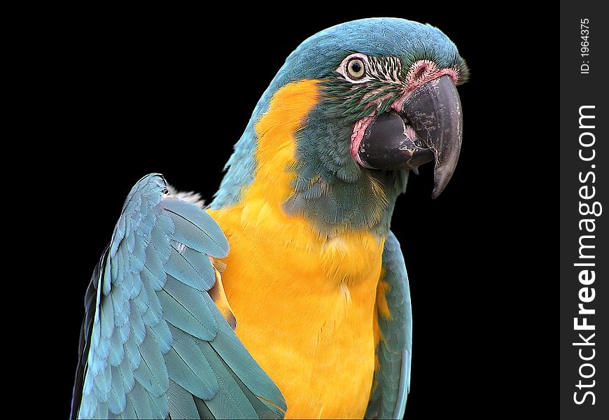 A very colorful parrot in a public park
