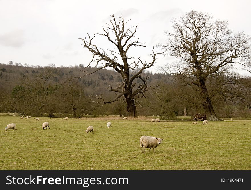 Sheep on a meadow, England