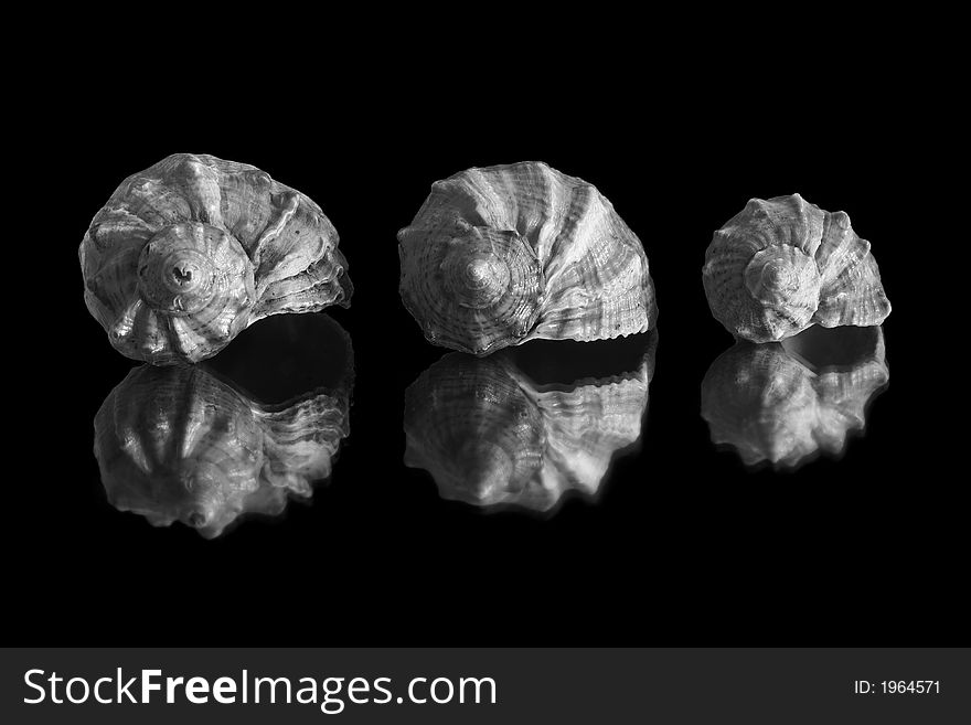 Three Shell