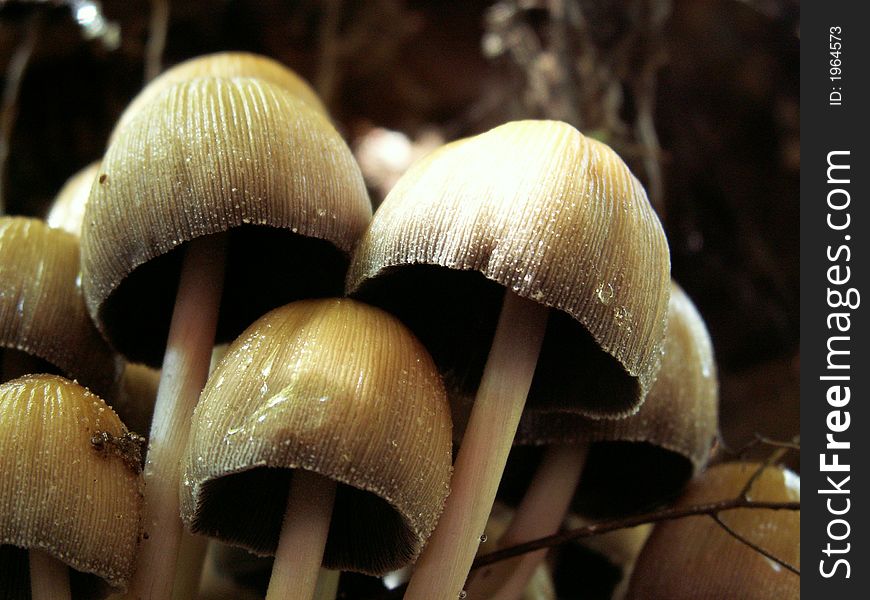 Mushrooms in forest.
location: east-belgium