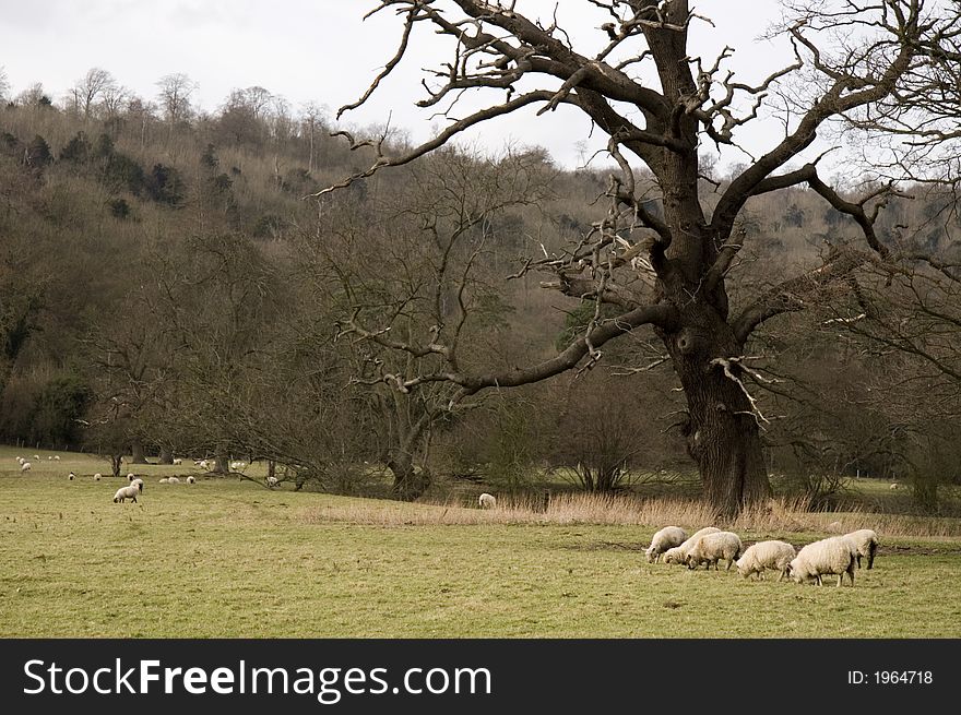 Sheep in a meadow, England