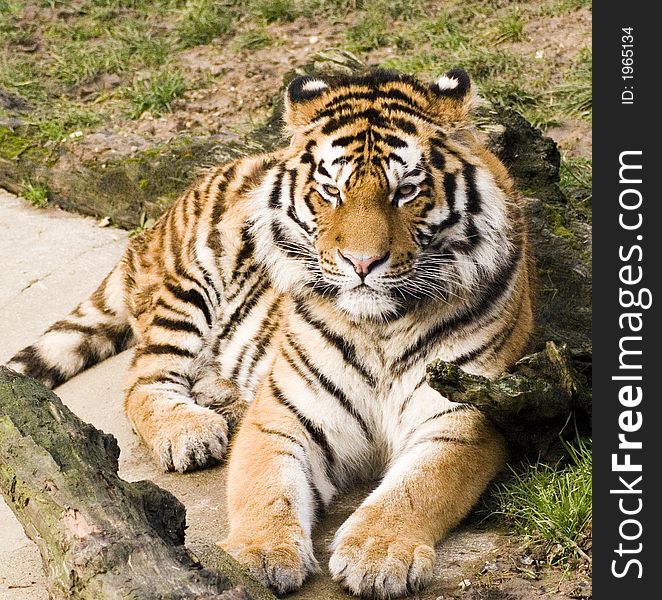 Tiger lying down, keeping an eye on everything!. Tiger lying down, keeping an eye on everything!