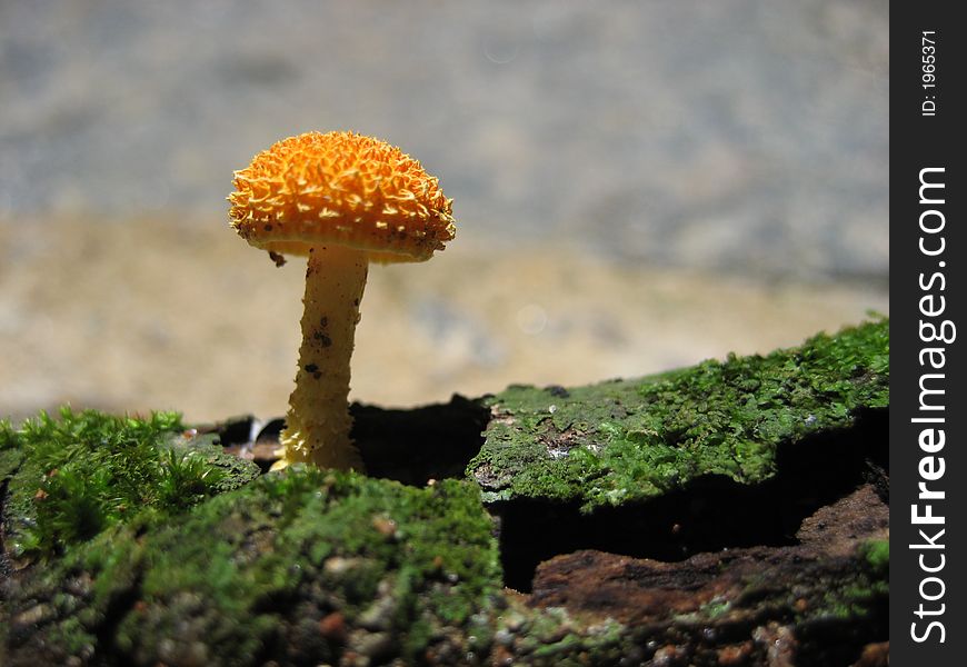 Orange and estrange mushroom from brazil. Orange and estrange mushroom from brazil