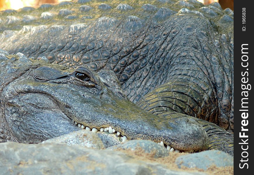 Crocodile close up from zoo on Tenerife