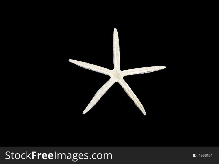 Isolated Starfish