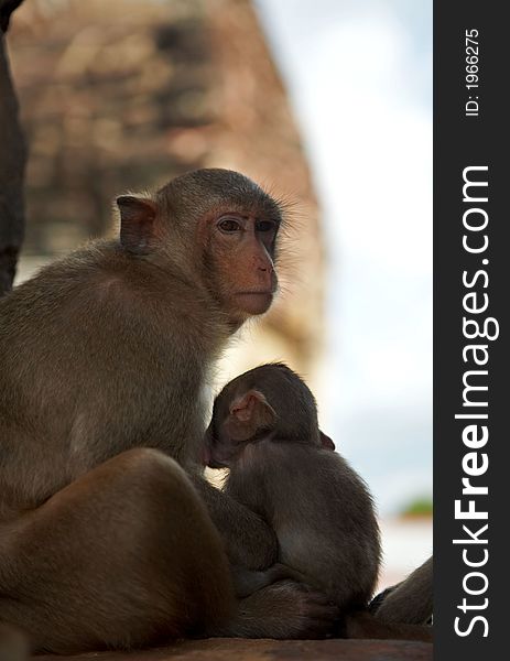 View of monkey feeding itâ€™s baby. View of monkey feeding itâ€™s baby