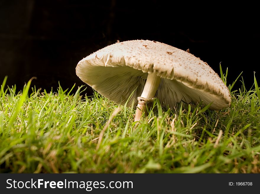 A mushroom growing in grass. A mushroom growing in grass