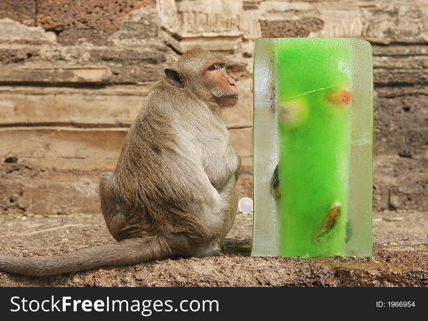 Monkey sitting next to a green block of ice. Monkey sitting next to a green block of ice