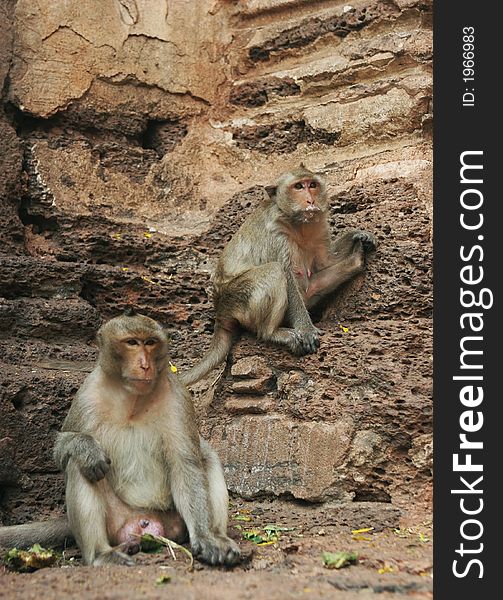 Two monkeys on a rock