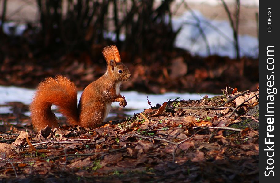 Red squirrel sitting on the leaves
