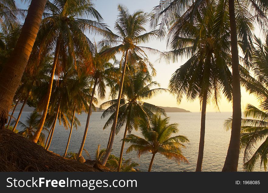 View of palms and ocean bay during sunset. View of palms and ocean bay during sunset