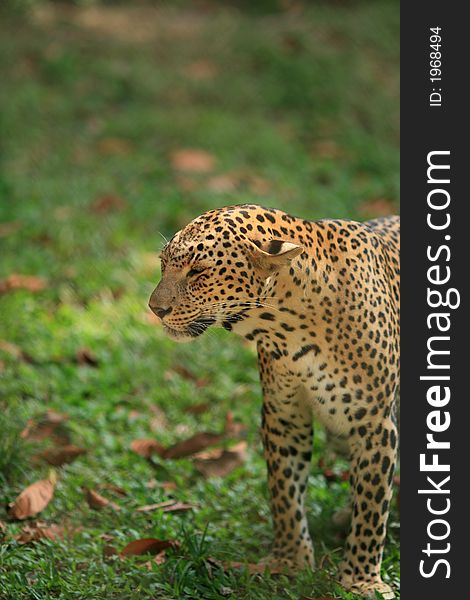A leopard looking at visitors