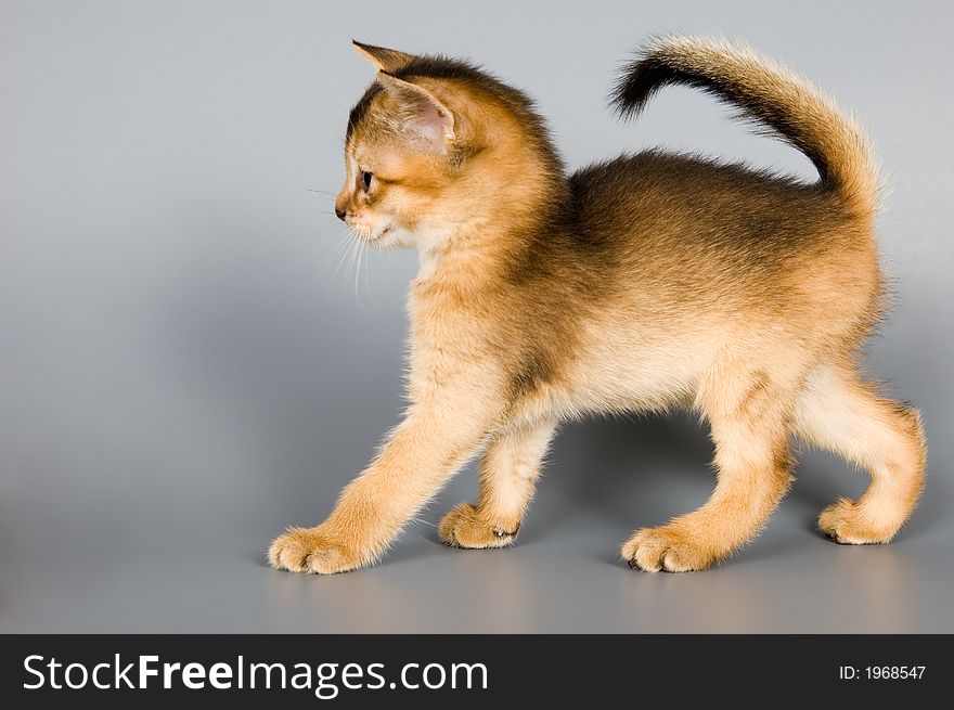 Kitten whom the first time poses in studio. Kitten whom the first time poses in studio