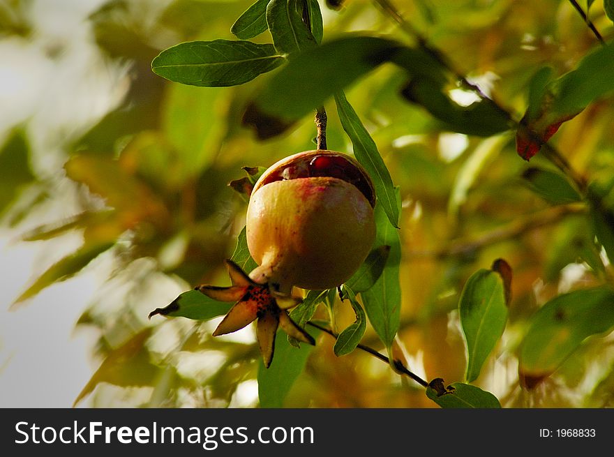 Dwarf Pomegranate (fruit on the branch with green leaves)