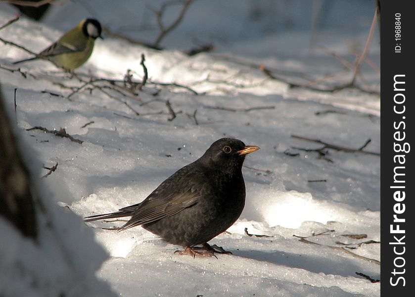 A starling sits on to snow. A starling sits on to snow
