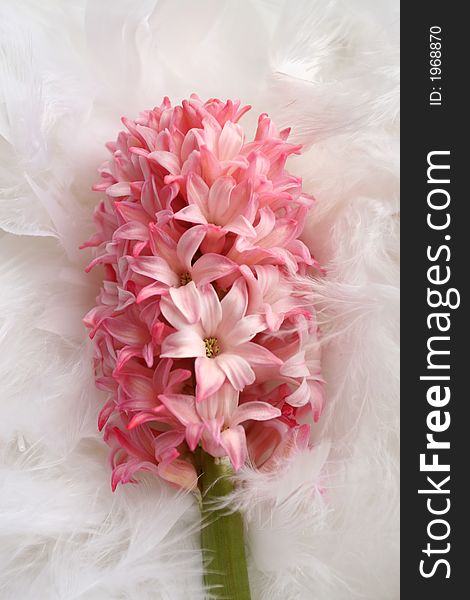 Pink phlox with green leaves lies on white plumage. Pink phlox with green leaves lies on white plumage