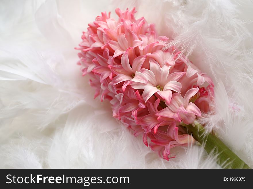 Background For A Greeting Card: Pink Flower On Plumage