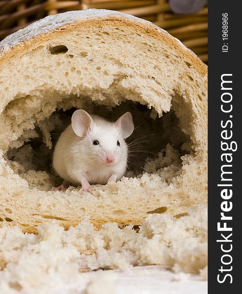 Bread is one of the basic kinds of food in Europen countries. Bread is one of the basic kinds of food in Europen countries.