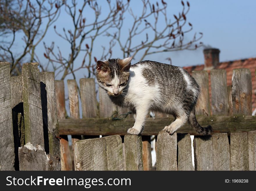 Young cat oon the fence