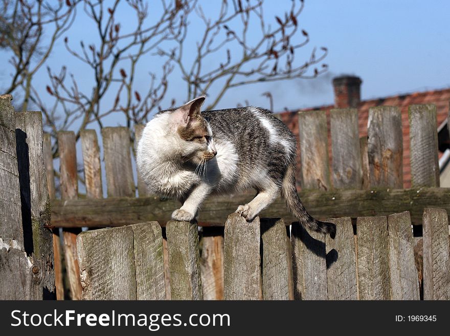 Young cat oon the fence. Young cat oon the fence