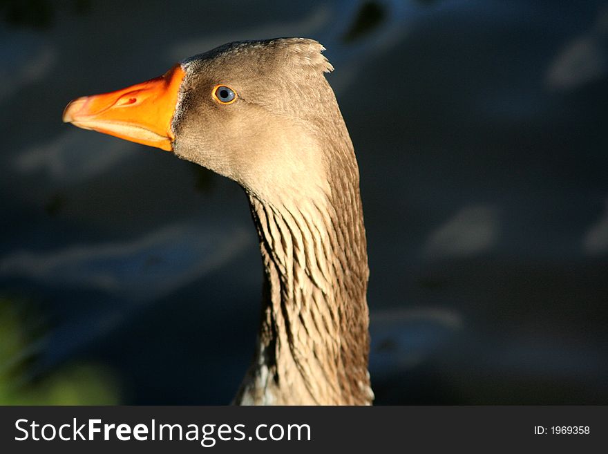 Wild Duck head looking for food anyware