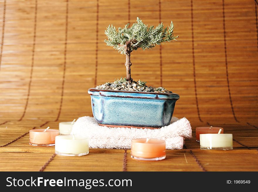 Bonsai and candles all positioned to create health concept. Bonsai and candles all positioned to create health concept