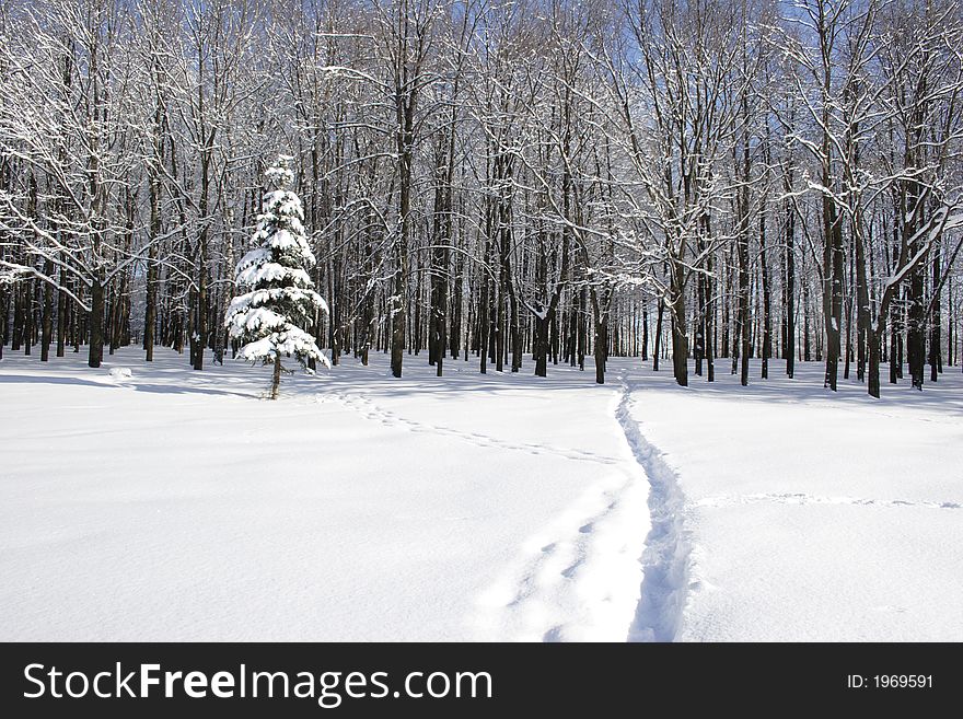 Trees in a snow on a background of the blue sky. Trees in a snow on a background of the blue sky