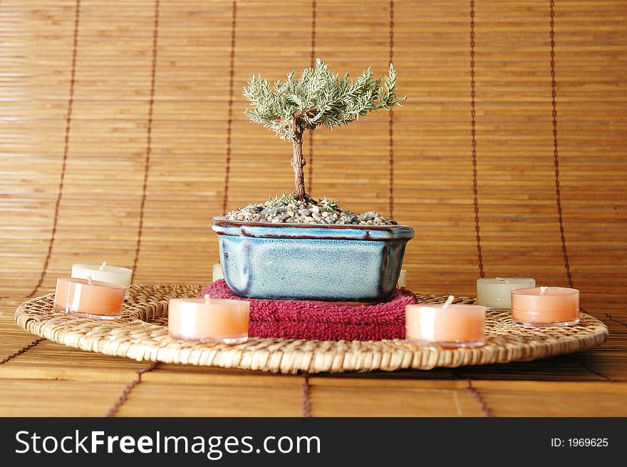 Candles in a circle with bonsai tree in the middle. Candles in a circle with bonsai tree in the middle