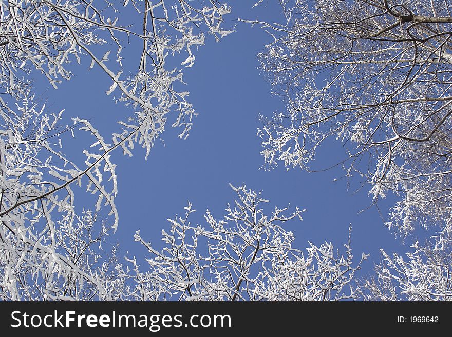 Trees in a snow on a background of the blue sky. Trees in a snow on a background of the blue sky