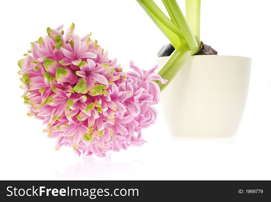 Spring Flowers. Pink Hyacinth