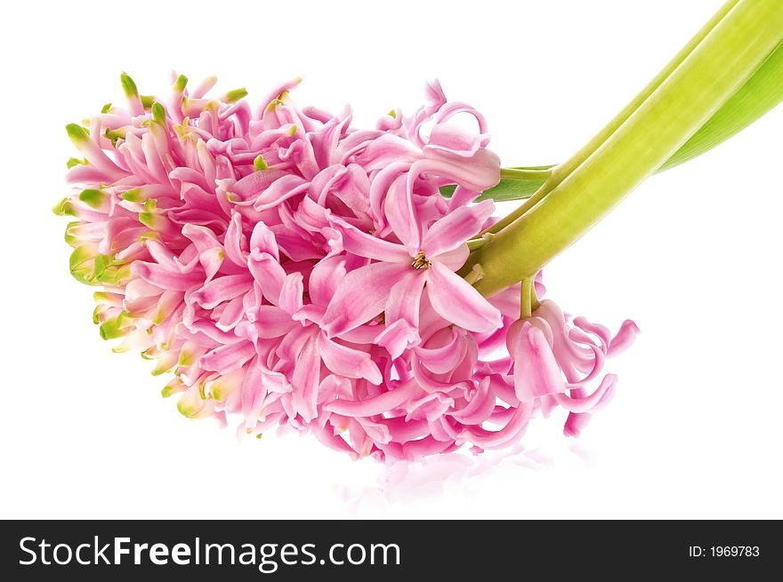 Spring flowers. pink hyacinth