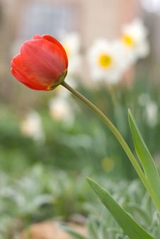 Red Tulip Against The Narcissi Royalty Free Stock Photography Red Tulip Against The Narcissi Royalty Free Stock Photography