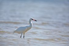 Great Egret Stock Images