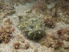 Devil Scorpionfish Royalty Free Stock Photos Devil Scorpionfish Royalty Free Stock Photos