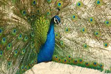 Dancing Peacock Stock Images