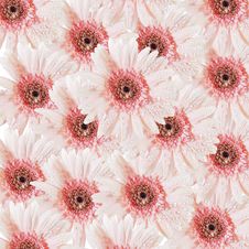 Pink Gerbera Flower Stock Photo Pink Gerbera Flower Stock Photo