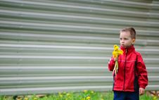 The Boy With Dandelions Royalty Free Stock Photography The Boy With Dandelions Royalty Free Stock Photography