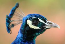Peacock Portrait Royalty Free Stock Photos Peacock Portrait Royalty Free Stock Photos